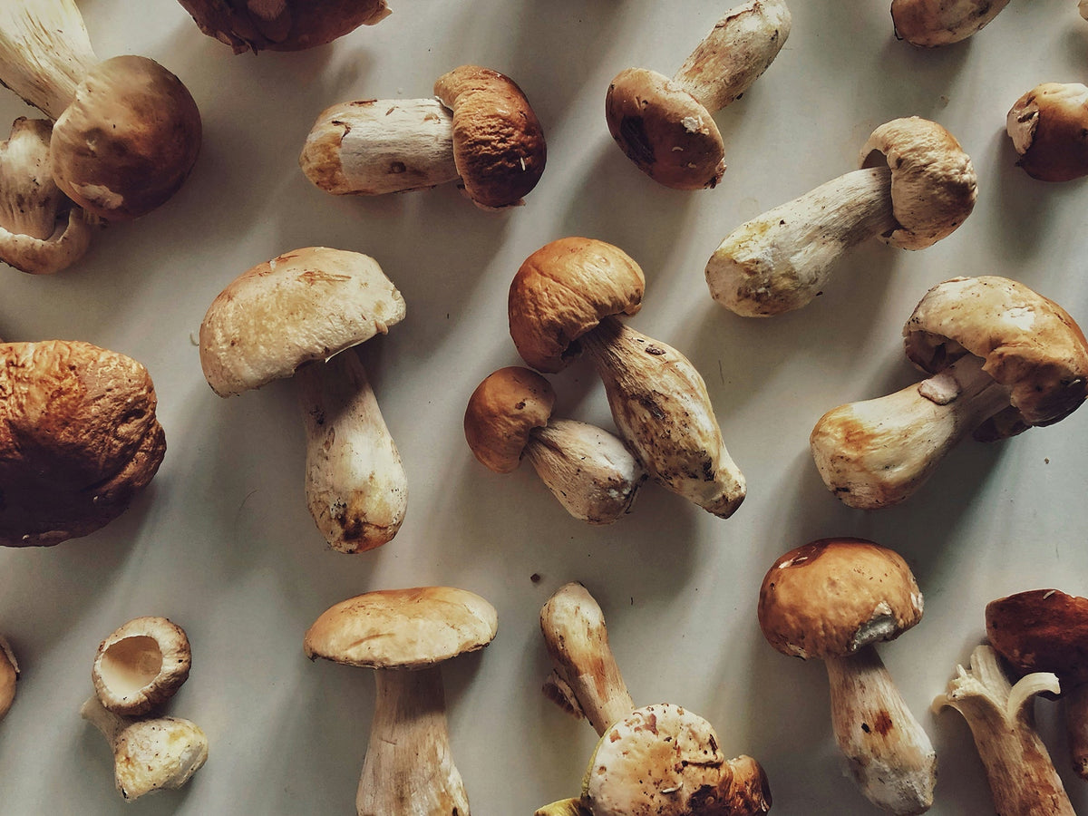 Funghi sott'olio: porcini, champignon, funghi di muschio e Nameko