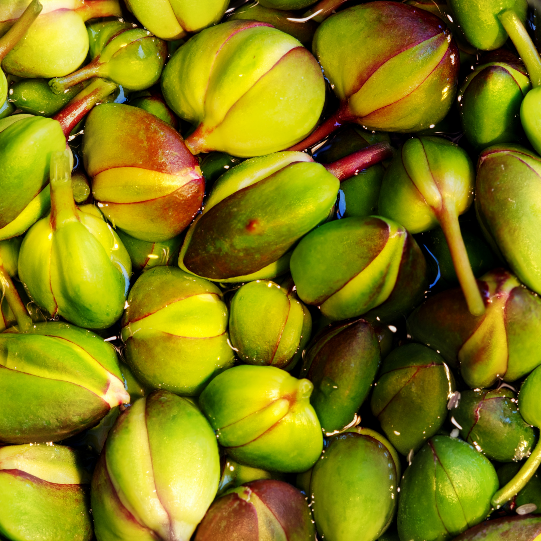 Capperi